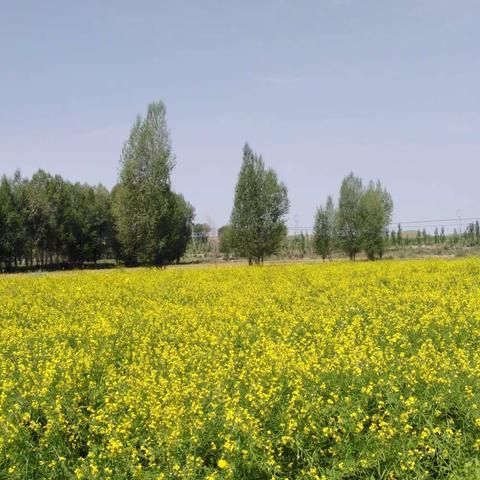 广宽的草原，一望无边油菜花地