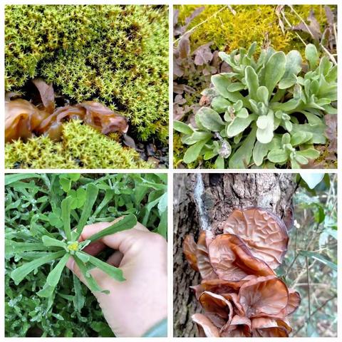 金华：野菜，春天的味道