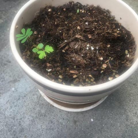 袁笑茜—含羞草种植篇