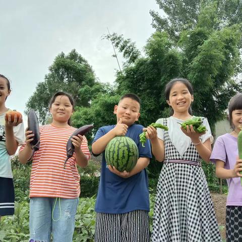 “蔬”香为伴“勤”满校园  宝石小学“菜园子”丰收啦