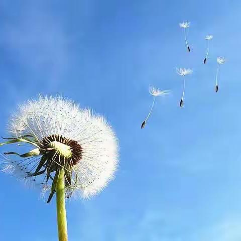 蒲公英-旅行记｜最美声音