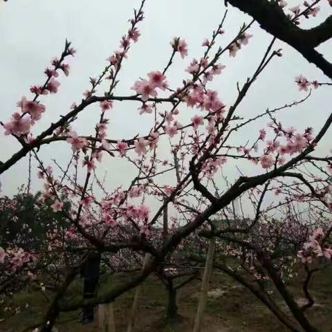 2017.3.26欢迎邓国英同学小聚中山看桃花🌸🌸🌸