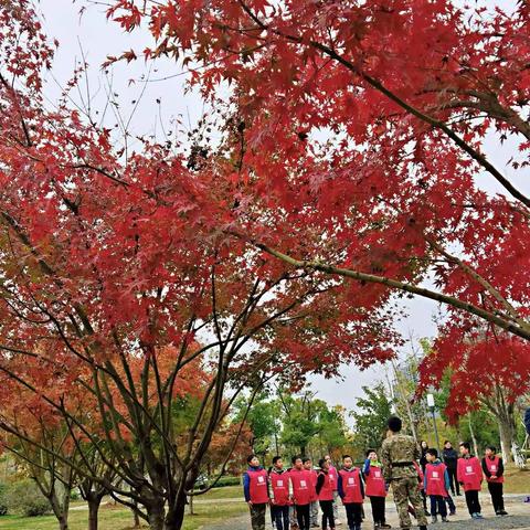 初冬时节的合肥天鹅湖