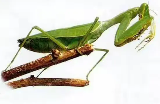 童趣:知了、蝈蝈、蛐蛐、蚂蚱、螳螂、蝴蝶、蜻蜓、螃蟹、对虾。