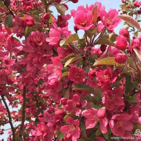 百花争艳，留芬芳——青云镇中心幼儿园线上教研
