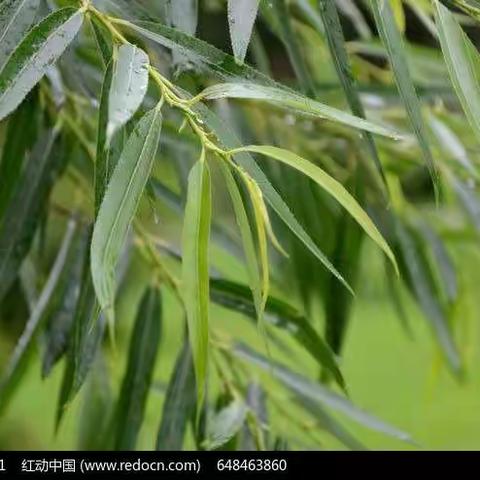 风声、雨声，声声入研——青云镇中心幼儿园线上教研