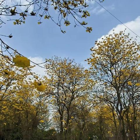 黄花风铃木（下）（借韵填词）