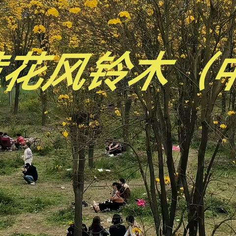 黄花风铃木（中）（借韵填词）