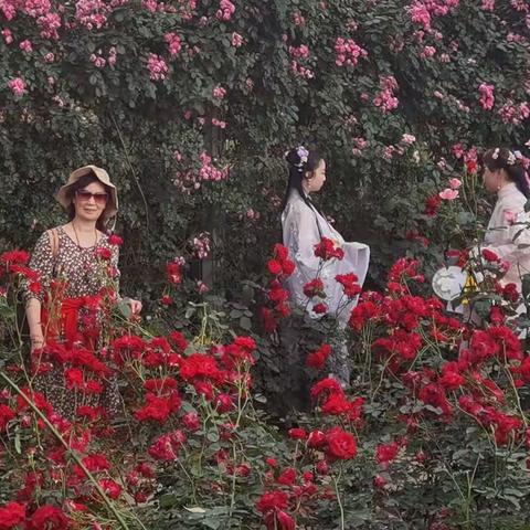 玫瑰花（十三字辘轳体）