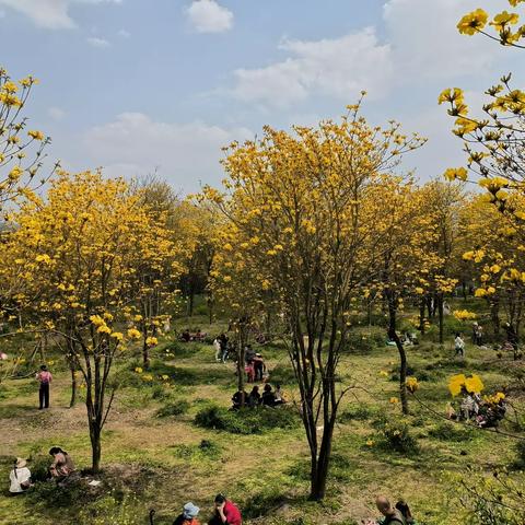 黄花风铃木（上）（借韵填词）