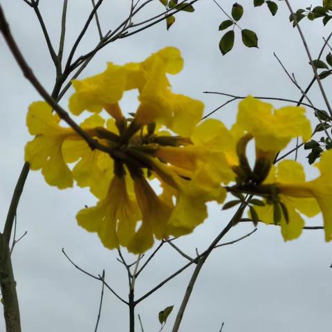 黄花风铃木（十三字辘轳体）