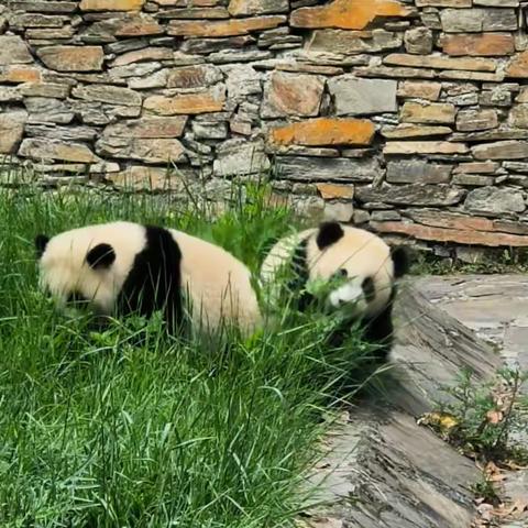 卧龙中华大熊猫苑（十三字辘轳体）