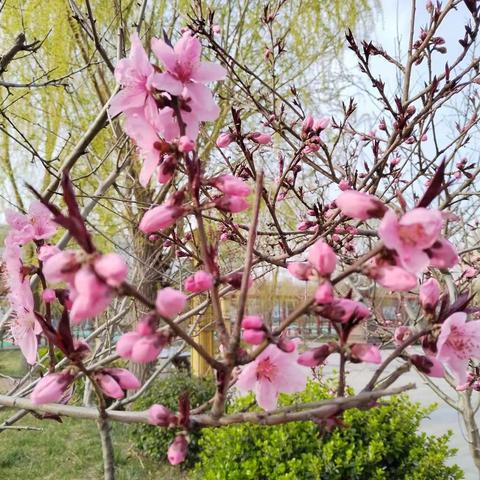 线上学习   提质增效——博兴县第七中学科学教师参加山东省小学科学线上教学研讨会