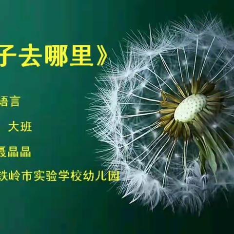 🌻大班组——语言《种子去哪里》☀