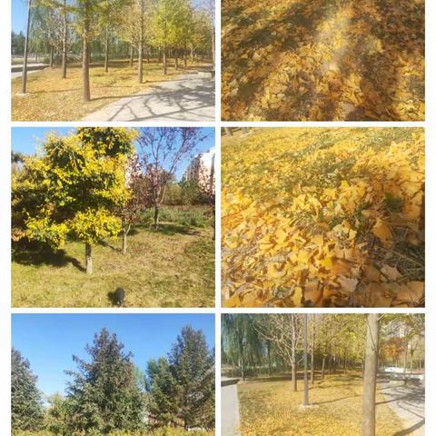 “快乐出游，拥抱秋天🍂” 新城育才幼儿园秋游活动