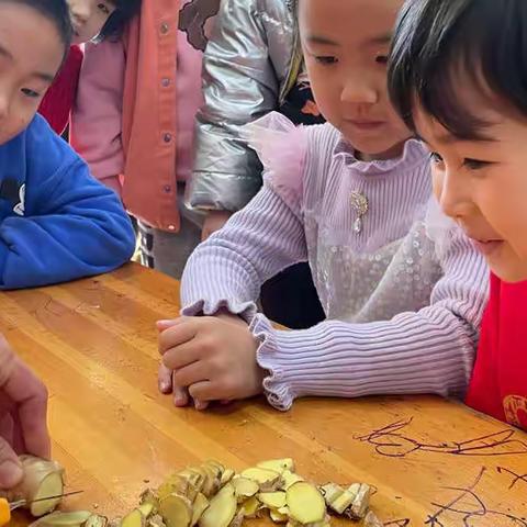 植物角·课程故事 |闯荡 “姜”湖——建宁县城关幼儿园大一班