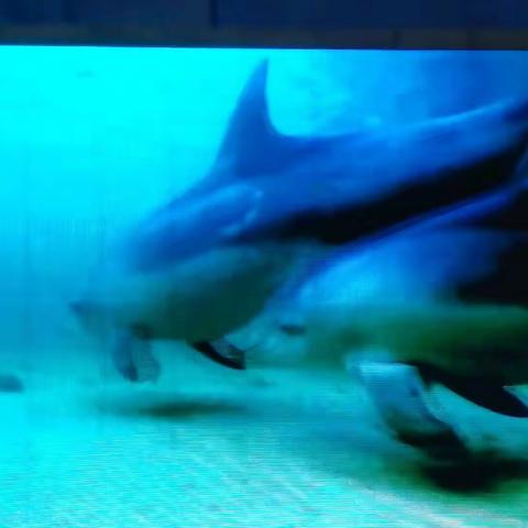 【海洋馆FT】万思乐学V-learn小西妈双语工程1906期+177Judy 打卡D141