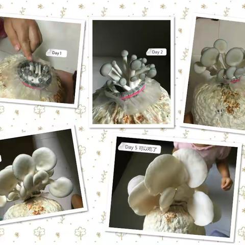 【mushroom】万思乐学小西妈双语工程1906期+177Judy 打卡D137