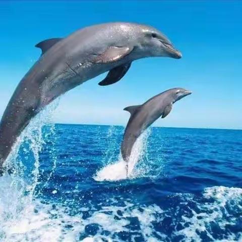 万思乐学V-learn小西妈双语工程1906期+177Judy 打卡D148【再来海洋馆】