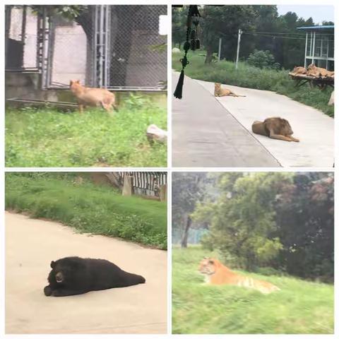 【动物园FT】万思乐学V-learn小西妈双语工程1906期+177Judy 打卡D140