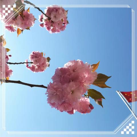 行走在春光里——九年级语文一模复习备考研讨会