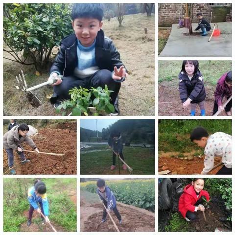 停课不停学，植树我先行！慈晖学校小高部三年级素梅部学生植树节并假期学习生活实录