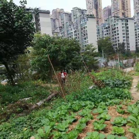 守望的都市田园---不为模糊不清的将来担忧，只为清清楚楚的现在努力