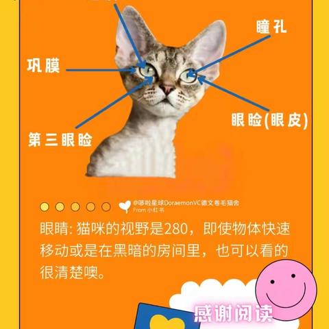 小班科学：猫