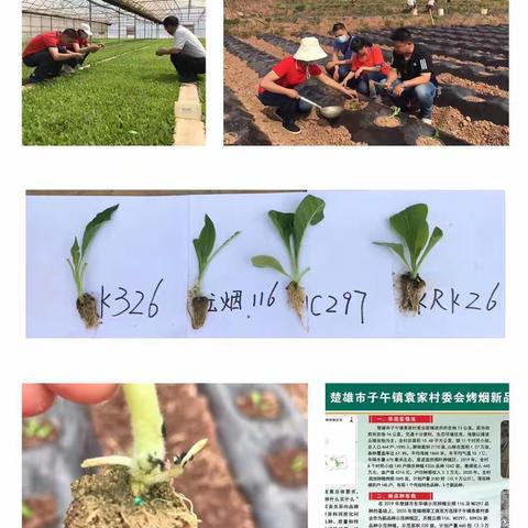 提升原料力，我们在努力——楚雄市驻点小组助力烤烟移栽工作有序推进