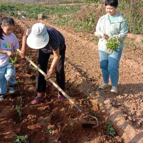 丛阳小学三二班“劳动最快乐”综合实践活动展示