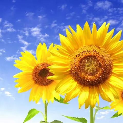 成就他人 成长自我 ——陆丰市英语骨干教师培训第二组