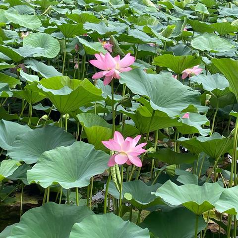 永吉原宾馆荷花美