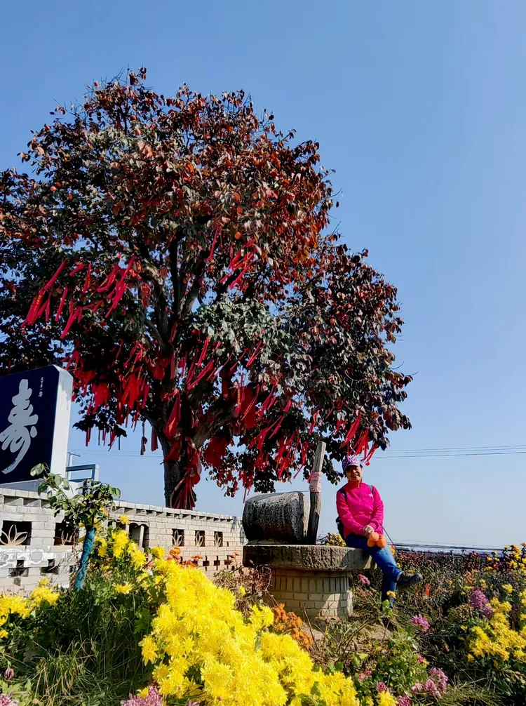 富平曹村虎头山下柿子村