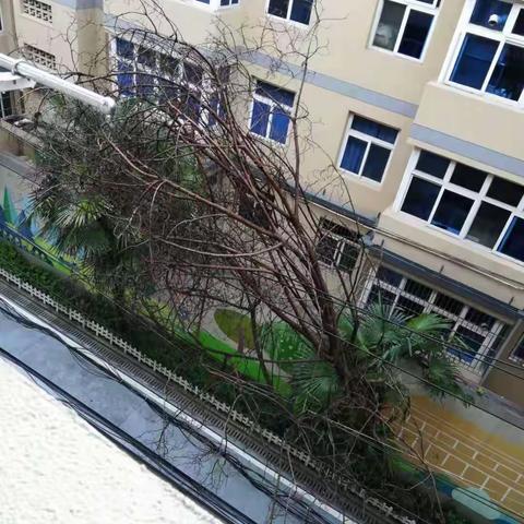 【我为群众办实事】大树倒塌有危险   社区及时除隐患