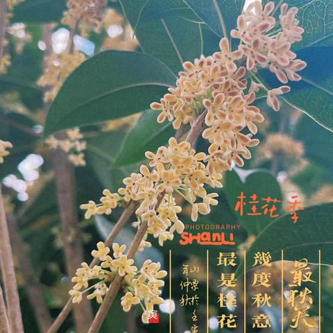 人闲桂花落，夜静春山空。 ——在忙碌中学会做个“闲人”