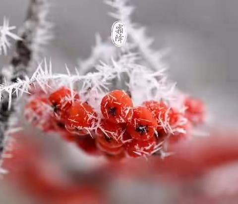 大兴三幼首邑园小三班开展“霜降-为绵羊穿新衣”活动