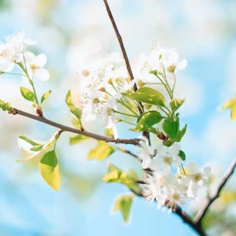 大兴三幼首邑溪谷小班组“云赏春之美”系列活动第三期