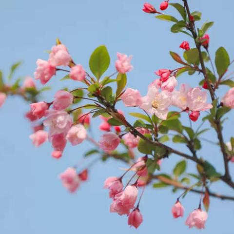 【润泽·三小·教务】春日深耕研课堂    名师引领促成长——平桥区第三小学首届骨干教师示范课活动（语文专场）