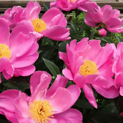 夏日的绽放，2023年5月我家的院子