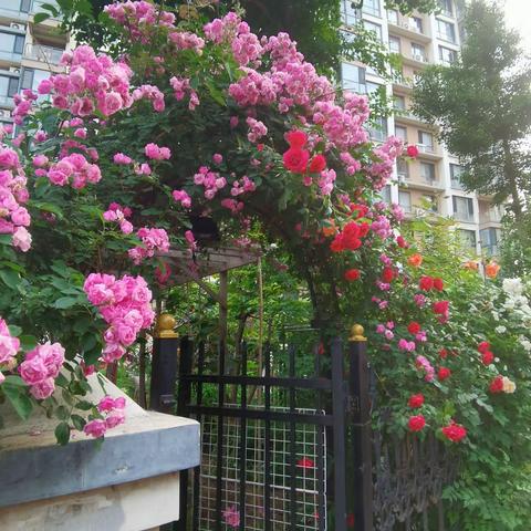 花开的季节，朋友来相聚，真情永相伴，开心乐无边。