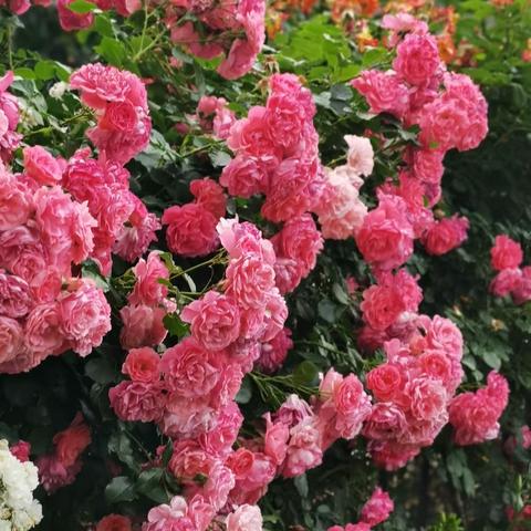 2023年5月26日，老朋友相聚。在人生的路上有了朋友的相伴，就感觉到了生活的美丽，人生的甜蜜。