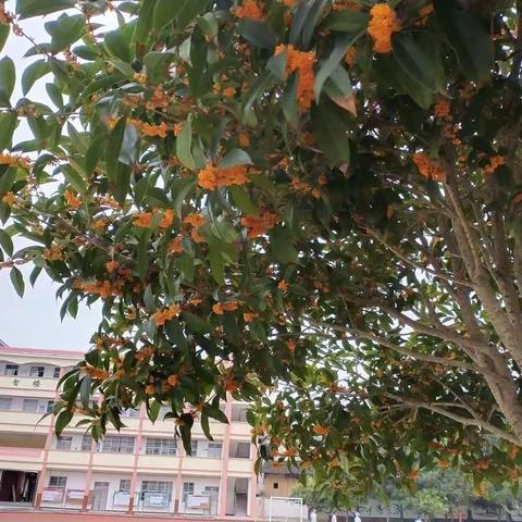 名师下乡传经验，同课异构促交流——县教研室2019年初中骨干教师“送教下乡”活动在寺下中学举行