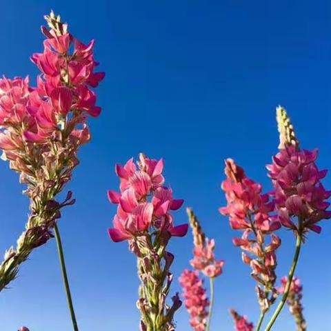 长红小学“停课不停学”我们在行动