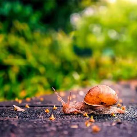 平桥区第三小学低年级美术课程之《蜗牛的花外壳》