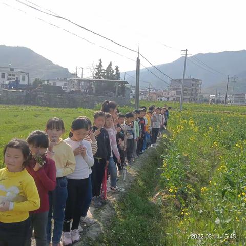 德智体美劳全面发展之智育美育——陈坊小学春天里的观察思考