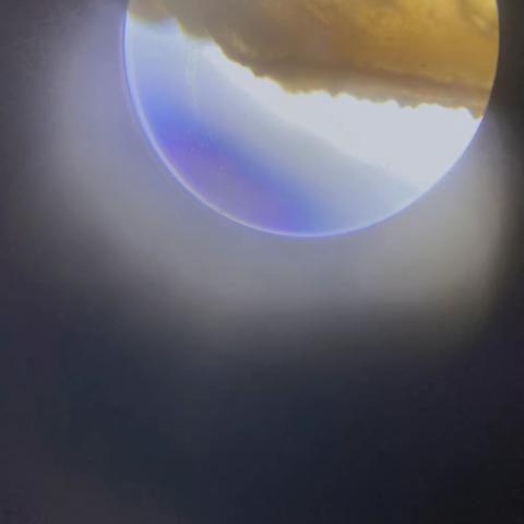 显微镜🔬之蝎子🦂篇🌱