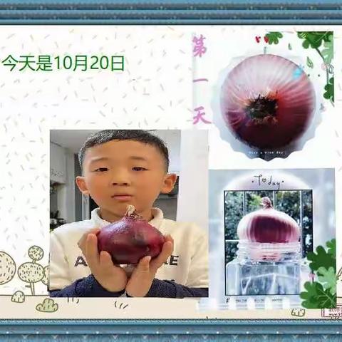 植物有生命——洋葱宝宝养成记（海曙外国语学校青林湾校区101班韩骏明）