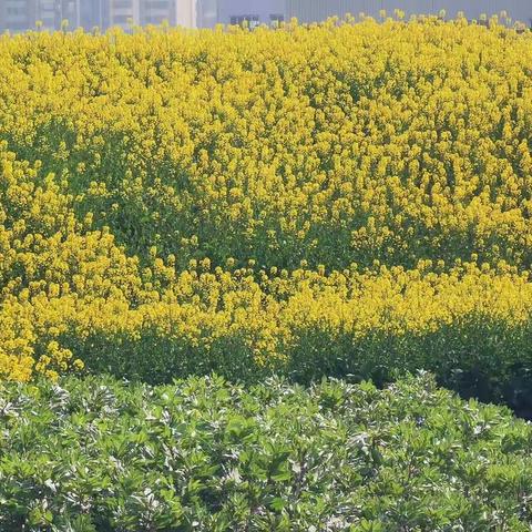 “寻找春天，走进油菜花田”大二班分享