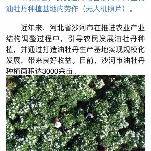 上级媒体看沙河