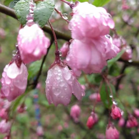 国艳海棠美胜锦